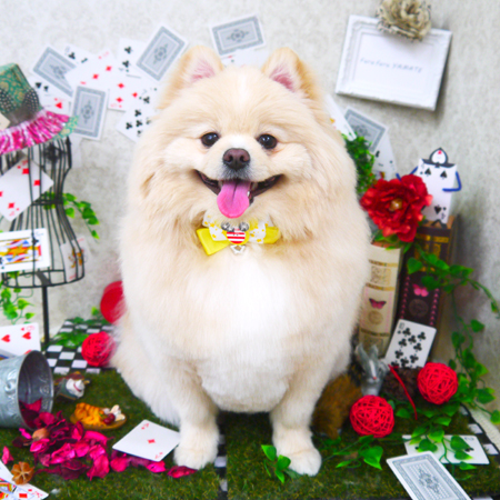 【山手店】2019年3月28日のワンちゃん達♪