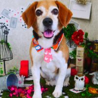 【山手店】2019年3月29日のワンちゃん達♪