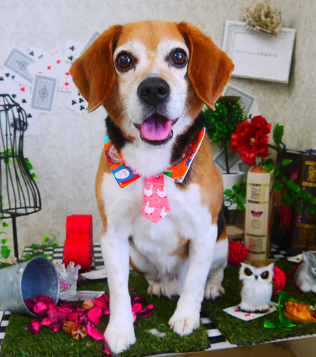 【山手店】2019年3月29日のワンちゃん達♪