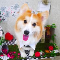 【山手店】2019年3月30日のワンちゃん達♪