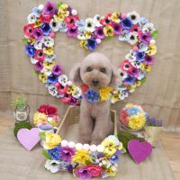 【池下店】2019年3月1日のワンちゃん達♪