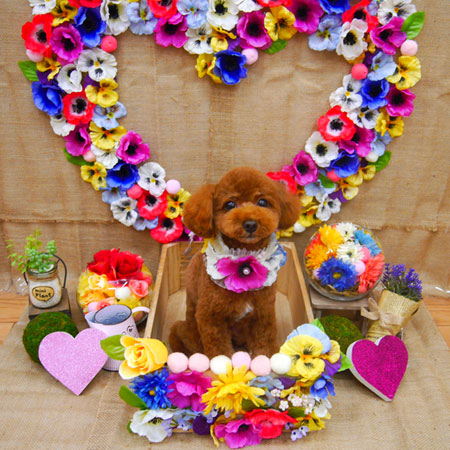 【池下店】2019年3月2日のワンちゃん達♪