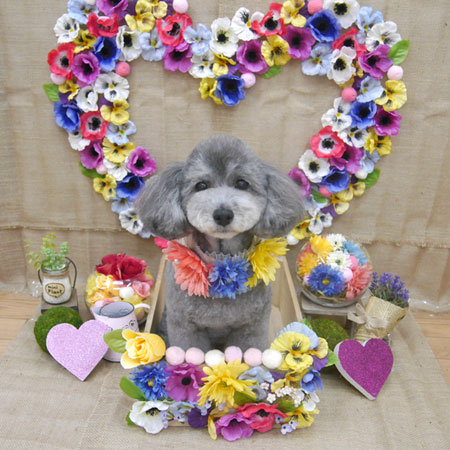 【池下店】2019年3月3日のワンちゃん達♪