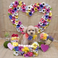 【池下店】2019年3月4日のワンちゃん達♪