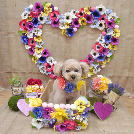 【池下店】2019年3月4日のワンちゃん達♪