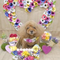 【池下店】2019年3月7日のワンちゃん達♪