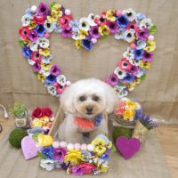 【池下店】2019年3月8日のワンちゃん達♪