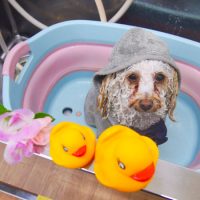 【池下店】2019年3月9日のワンちゃん達♪