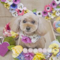 【池下店】2019年3月10日のワンちゃん達♪