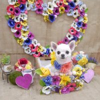 【池下店】2019年3月11日のワンちゃん達♪