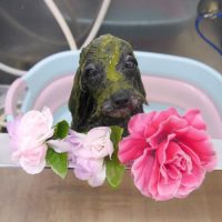 【池下店】2019年3月13日のワンちゃん達♪