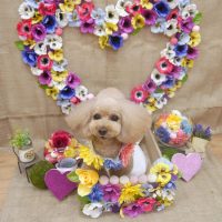 【池下店】2019年3月14日のワンちゃん達♪