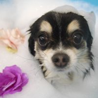 【池下店】2019年3月15日のワンちゃん達♪