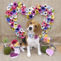 【池下店】2019年3月16日のワンちゃん達♪