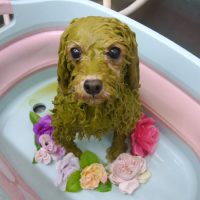 【池下店】2019年3月17日のワンちゃん達♪