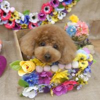 【池下店】2019年3月18日のワンちゃん達♪