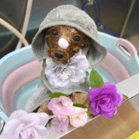 【池下店】2019年3月21日のワンちゃん達♪