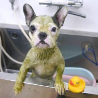 【池下店】2019年3月22日のワンちゃん達♪