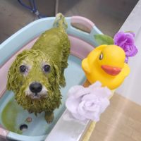 【池下店】2019年3月23日のワンちゃん達♪