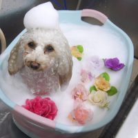 【池下店】2019年3月24日のワンちゃん達♪