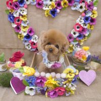 【池下店】2019年3月25日のワンちゃん達♪