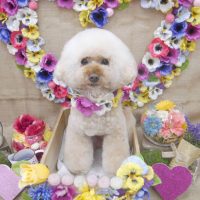 【池下店】2019年3月27日のワンちゃん達♪