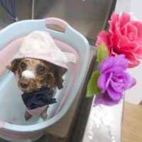 【池下店】2019年3月28日のワンちゃん達♪