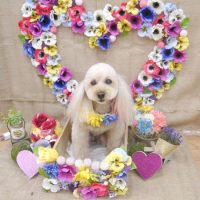 【池下店】2019年3月29日のワンちゃん達♪