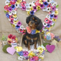 【池下店】2019年3月30日のワンちゃん達♪