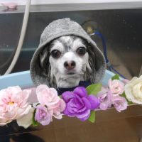 【池下店】2019年3月31日のワンちゃん達♪