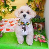 【本店】2019年3月2日のワンちゃん達♪