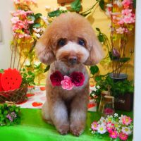 【本店】2019年3月3日のワンちゃん達♪