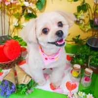 【本店】2019年3月4日のワンちゃん達♪