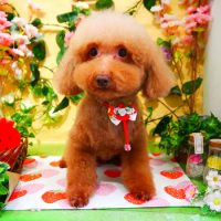 【本店】2019年3月6日のワンちゃん達♪