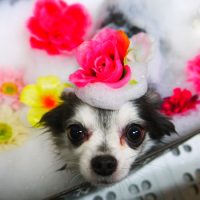 【本店】2019年3月7日のワンちゃん達♪