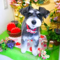 【本店】2019年3月8日のワンちゃん達♪