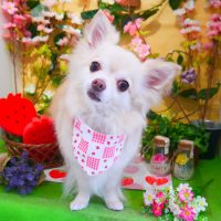 【本店】2019年3月9日のワンちゃん達♪