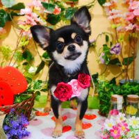 【本店】2019年3月10日のワンちゃん達♪　