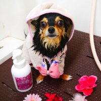 【本店】2019年3月11日のワンちゃん達♪