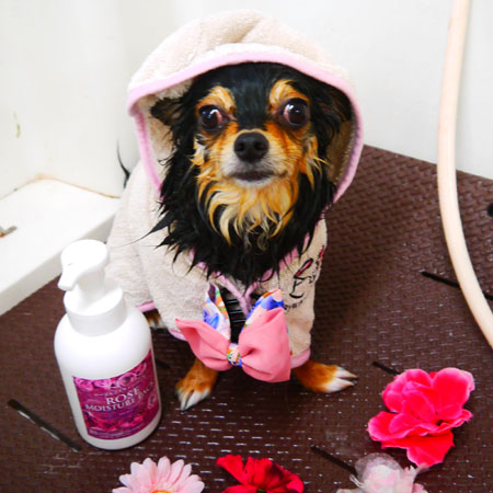 【本店】2019年3月11日のワンちゃん達♪