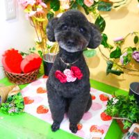 【本店】2019年3月14日のワンちゃん達♪