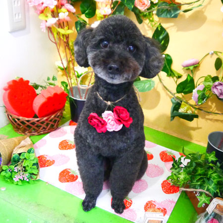 【本店】2019年3月14日のワンちゃん達♪