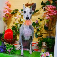 【本店】2019年3月15日のワンちゃん達♪