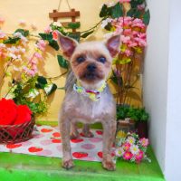 【本店】2019年3月16日のワンちゃん達♪