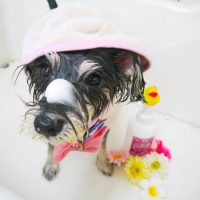 【本店】2019年3月17日のワンちゃん達♪