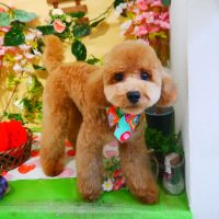 【本店】2019年3月18日のワンちゃん達♪