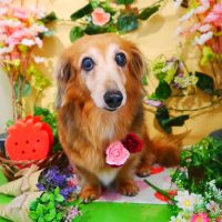 【本店】2019年3月20日のワンちゃん達♪