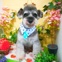 【本店】2019年3月21日のワンちゃん達♪