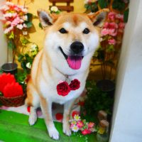 【本店】2019年3月22日のワンちゃん達♪