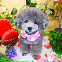 【本店】2019年3月23日のワンちゃん達♪